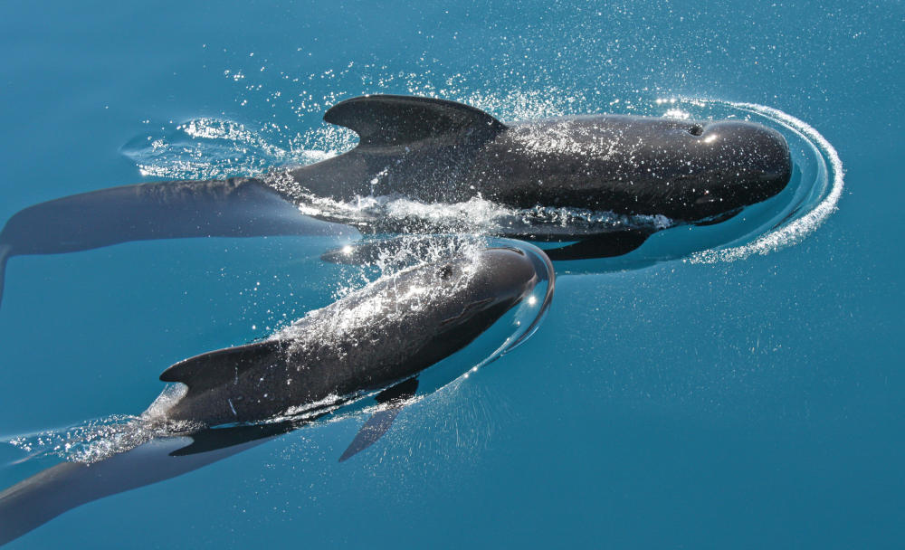 Whale Watching Andalusia