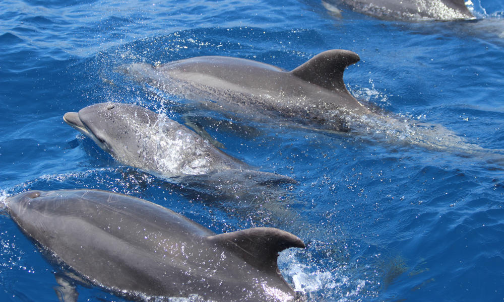 Whale Watching Andalusia